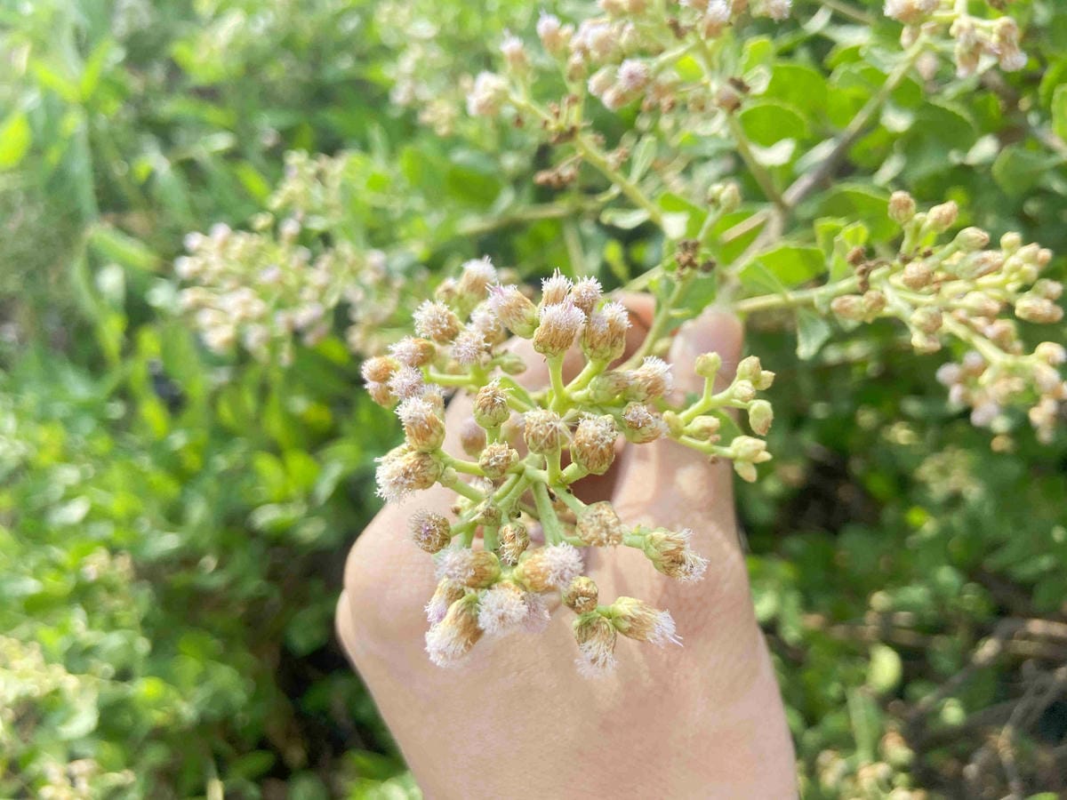 成龍社區.成龍濕地.捌貳 (35).jpg 成龍社區.成龍濕地.捌貳 (35).jpg