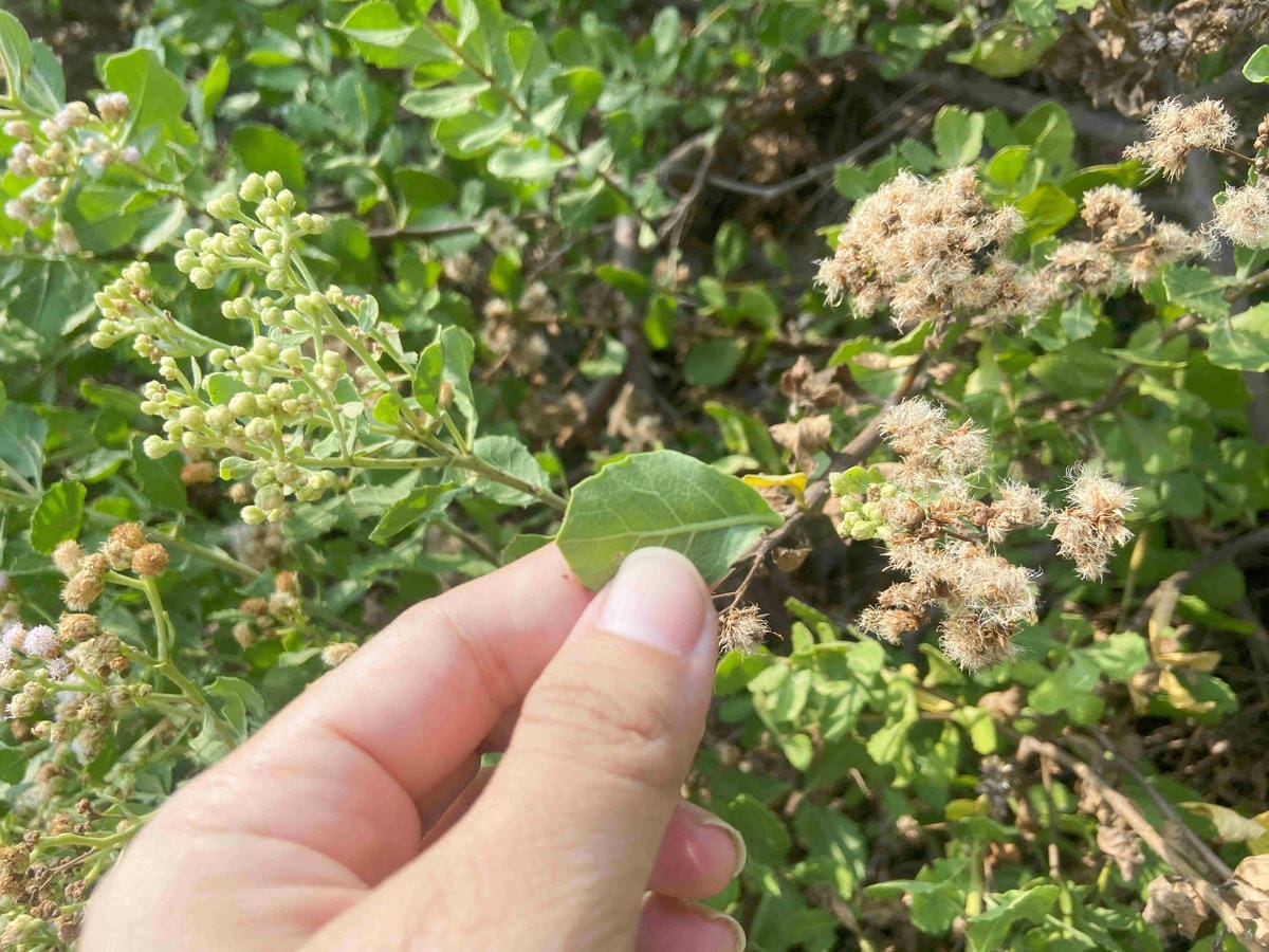 成龍社區.成龍濕地.捌貳 (36).jpg 成龍社區.成龍濕地.捌貳 (36).jpg