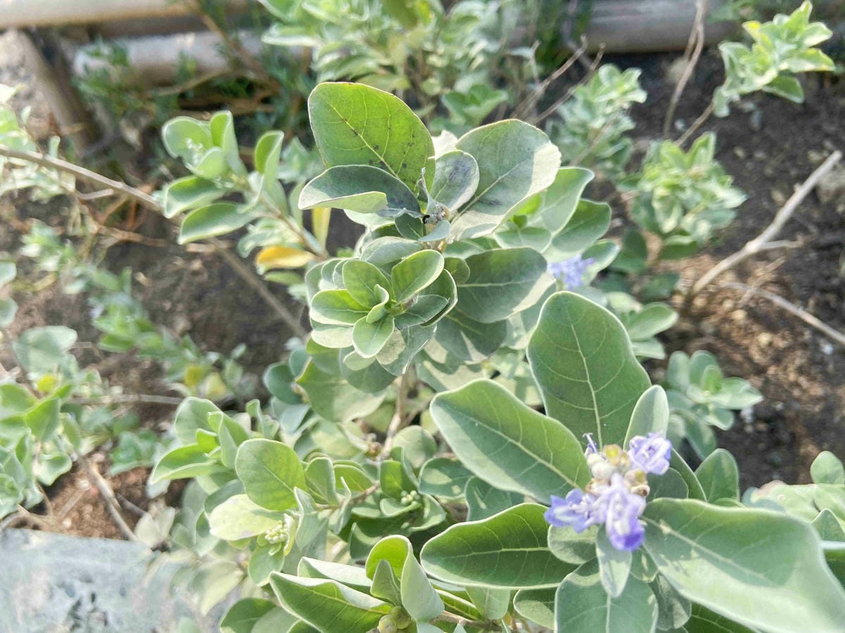 成龍社區.成龍濕地.捌貳 (44).jpg 成龍社區.成龍濕地.捌貳 (44).jpg