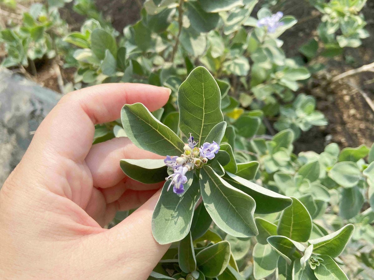 成龍社區.成龍濕地.捌貳 (45).jpg 成龍社區.成龍濕地.捌貳 (45).jpg