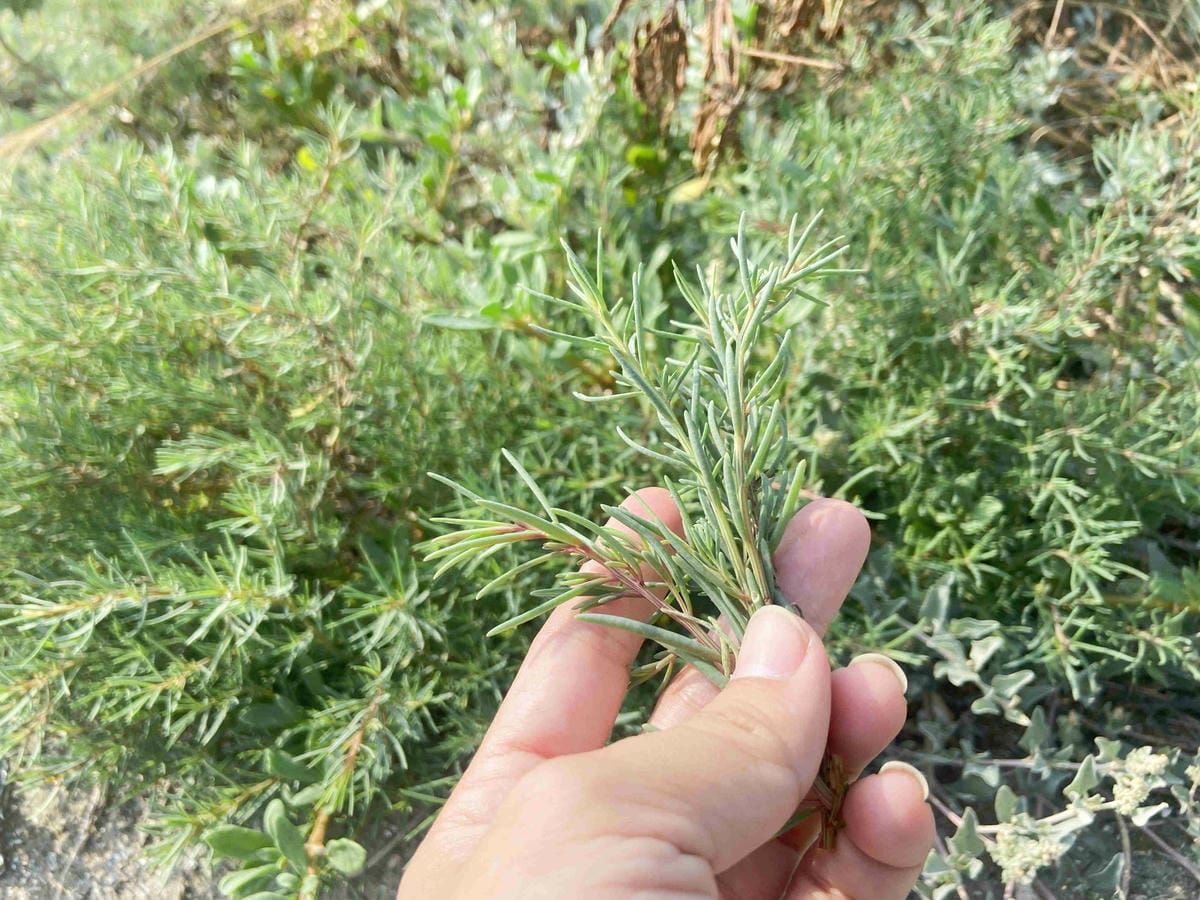 成龍社區.成龍濕地.捌貳 (39).jpg 成龍社區.成龍濕地.捌貳 (39).jpg