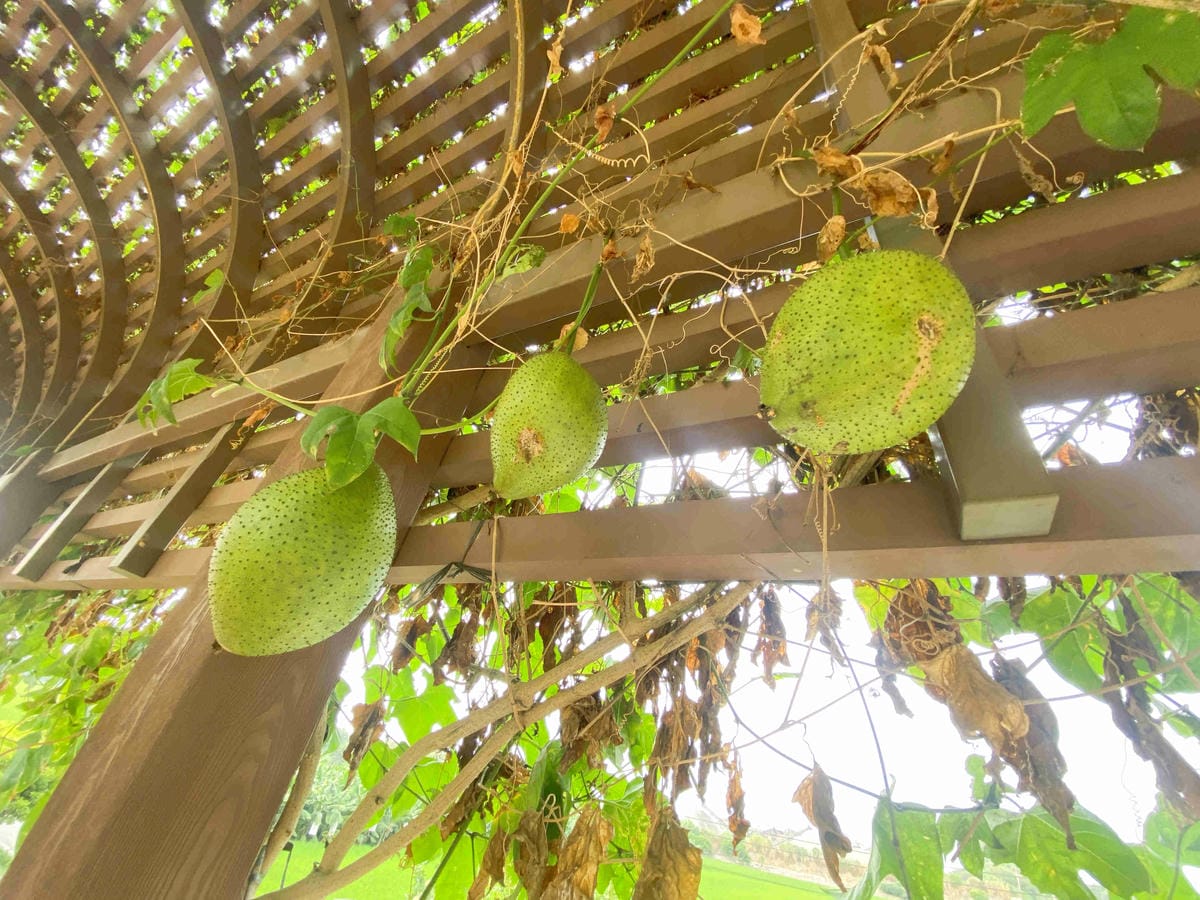 天主堂.饒平村樹仔腳 (85).jpg 天主堂.饒平村樹仔腳 (85).jpg