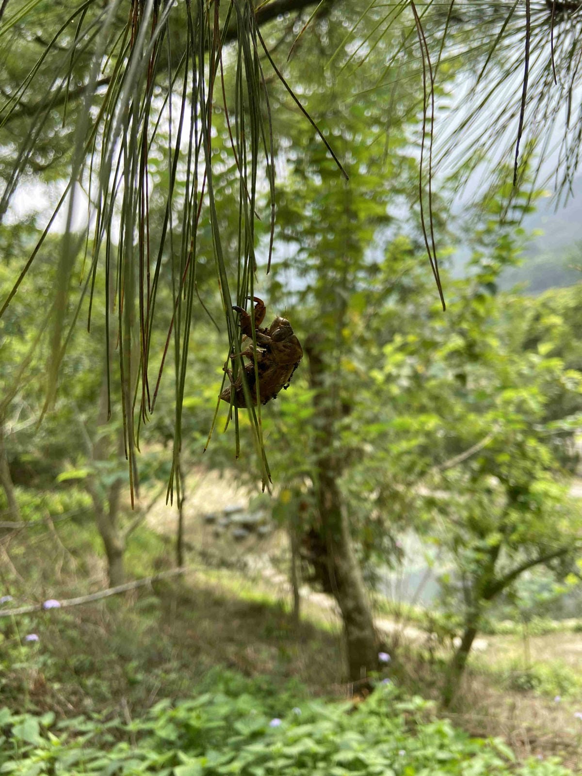 雲林阿茗師 (150).jpg 雲林阿茗師 (150).jpg