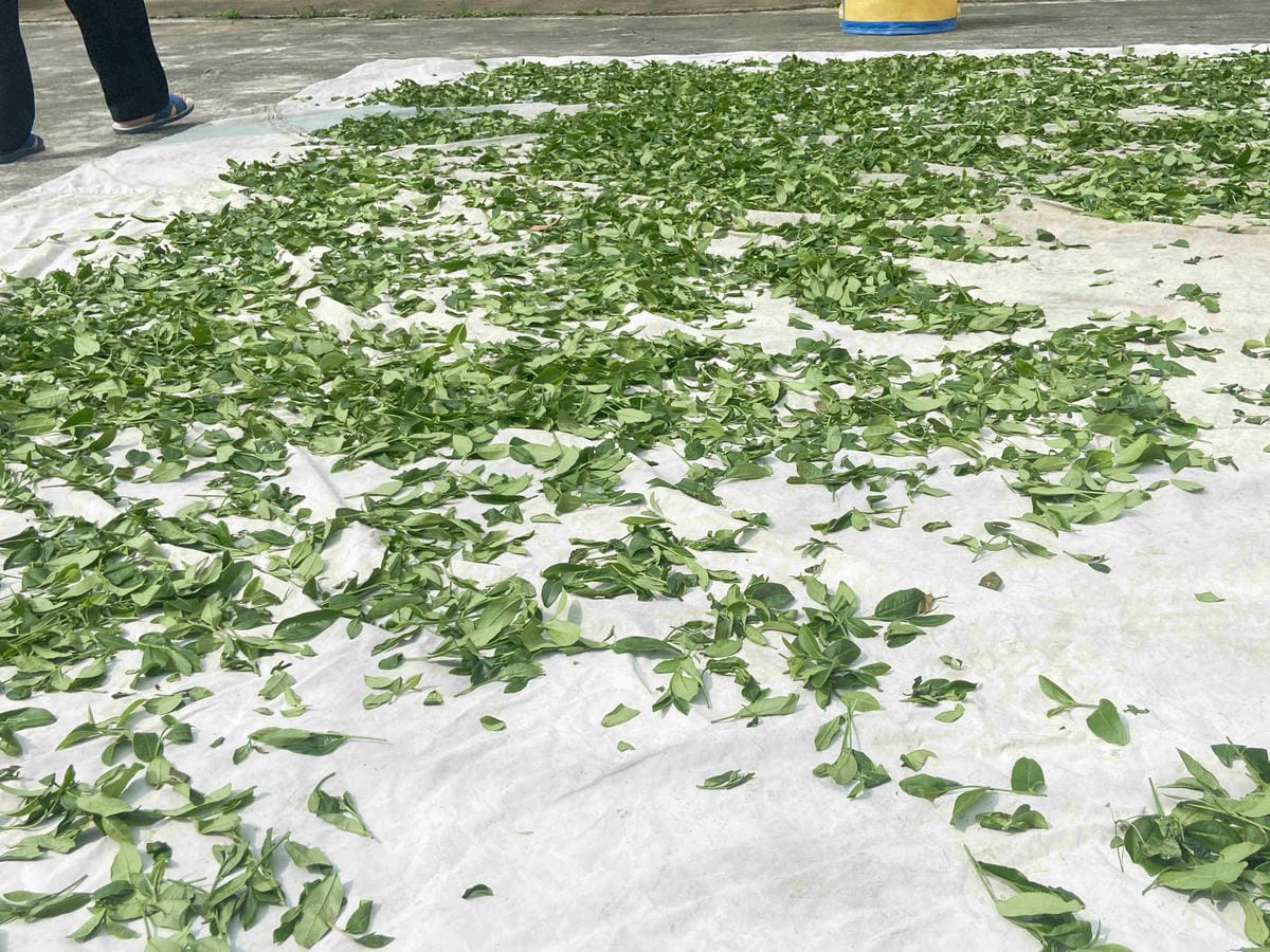 雲林阿茗師 (117).jpg 雲林阿茗師 (117).jpg