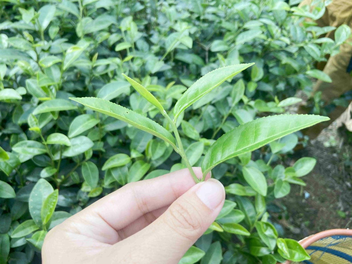 雲林阿茗師 (109).jpg 雲林阿茗師 (109).jpg