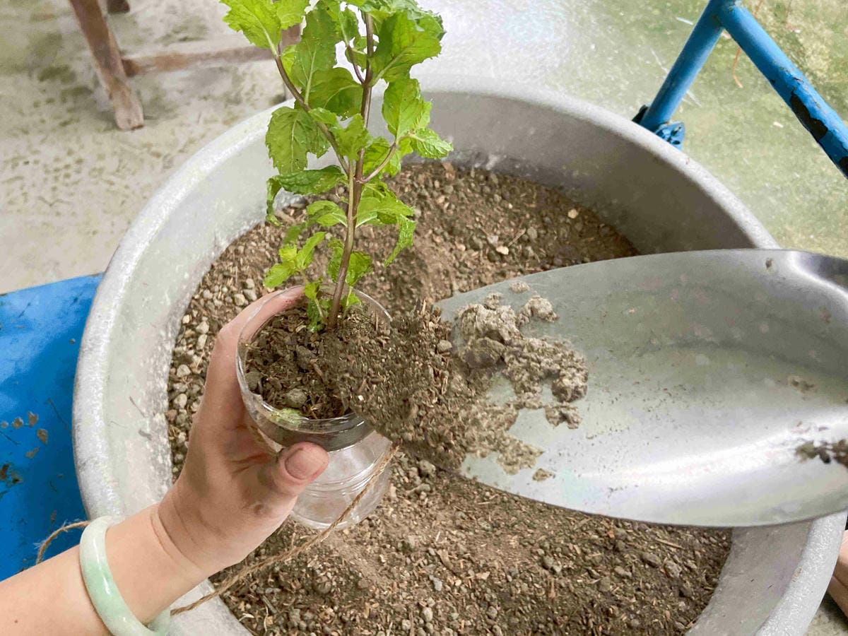 勝洋農場.結頭份社區.鐵牛力阿卡 (45).jpg 勝洋農場.結頭份社區.鐵牛力阿卡 (45).jpg