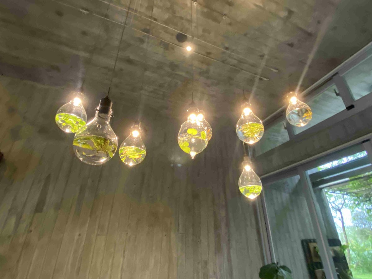 勝洋農場.結頭份社區.鐵牛力阿卡 (70).jpg 勝洋農場.結頭份社區.鐵牛力阿卡 (70).jpg