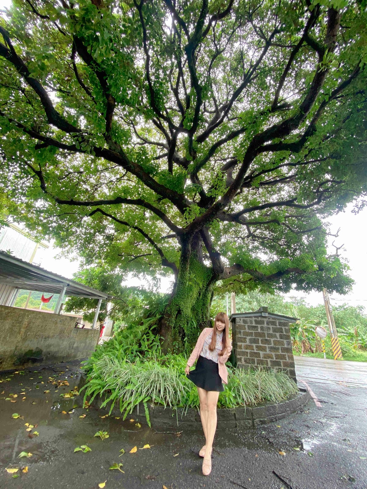 勝洋農場.結頭份社區.鐵牛力阿卡 (37).jpg 勝洋農場.結頭份社區.鐵牛力阿卡 (37).jpg