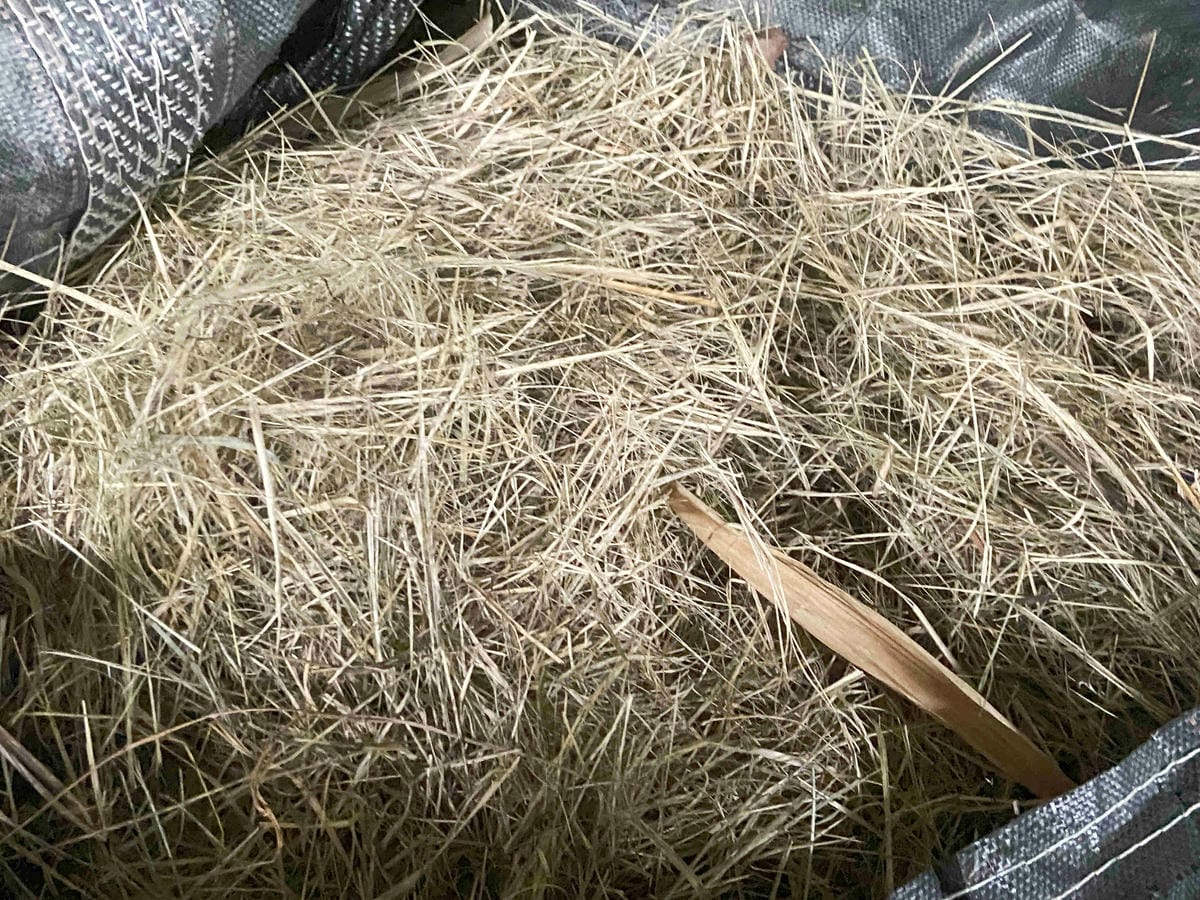 勝洋農場.結頭份社區.鐵牛力阿卡 (9).jpg 勝洋農場.結頭份社區.鐵牛力阿卡 (9).jpg