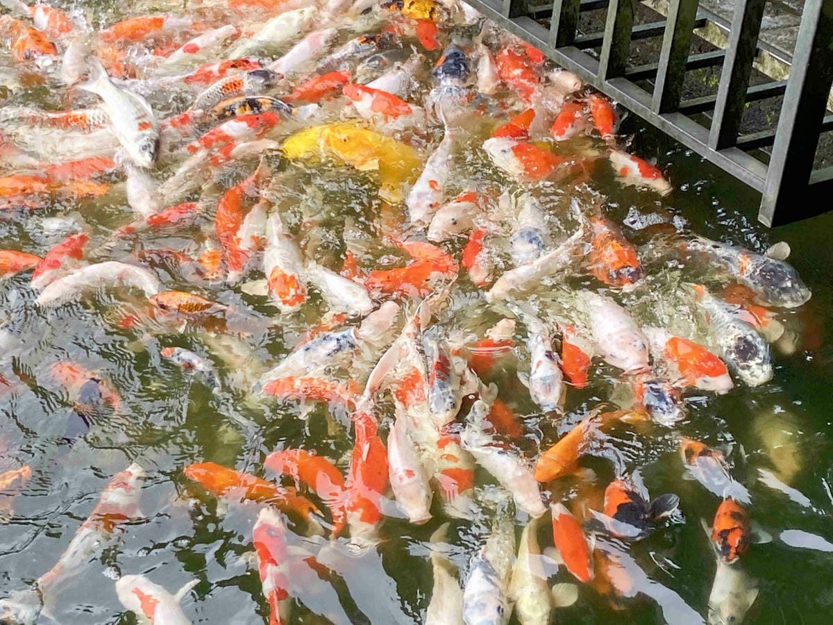 勝洋農場.結頭份社區.鐵牛力阿卡 (115).jpg 勝洋農場.結頭份社區.鐵牛力阿卡 (115).jpg