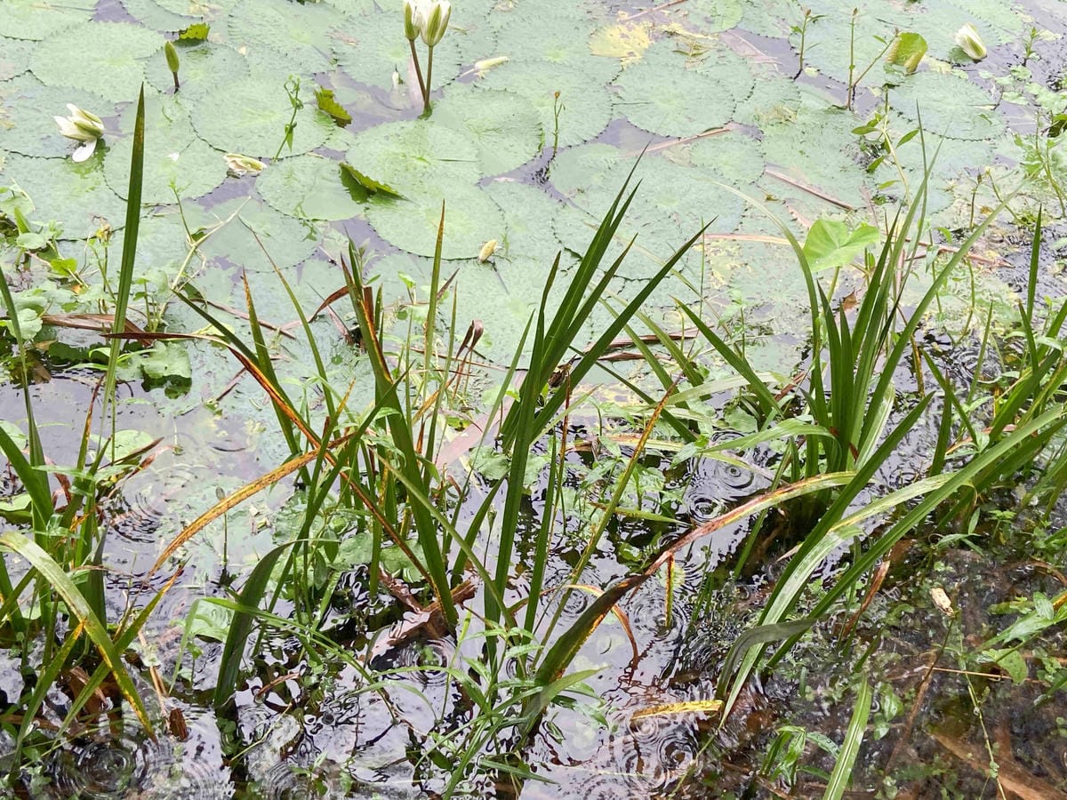 勝洋農場.結頭份社區.鐵牛力阿卡 (58).jpg 勝洋農場.結頭份社區.鐵牛力阿卡 (58).jpg