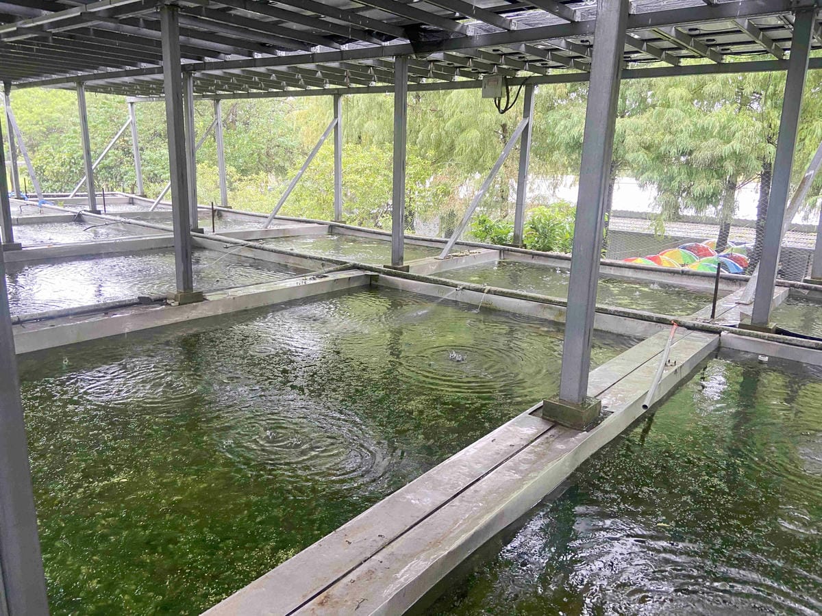 勝洋農場.結頭份社區.鐵牛力阿卡 (64).jpg 勝洋農場.結頭份社區.鐵牛力阿卡 (64).jpg