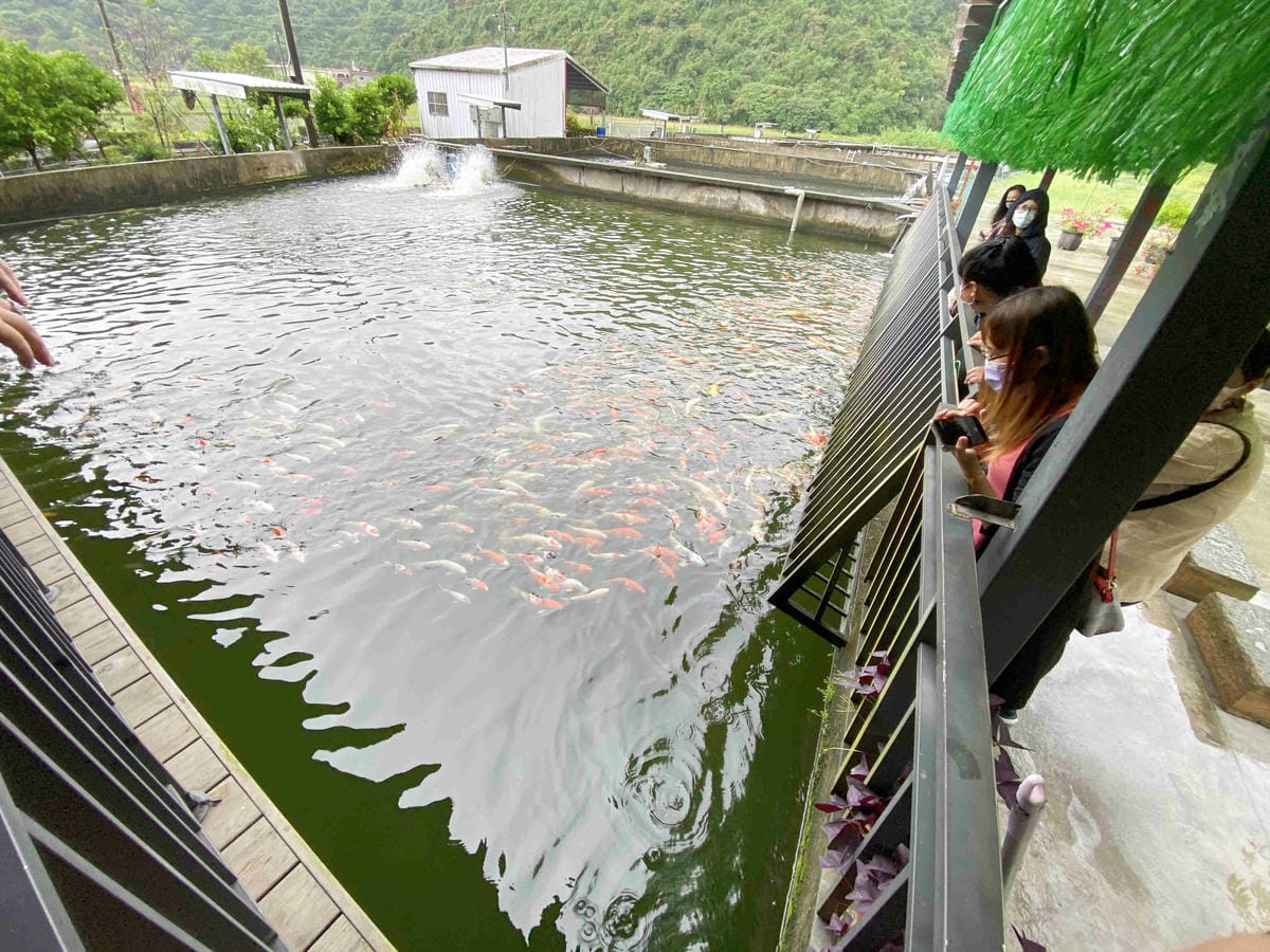 勝洋農場.結頭份社區.鐵牛力阿卡 (114).jpg 勝洋農場.結頭份社區.鐵牛力阿卡 (114).jpg