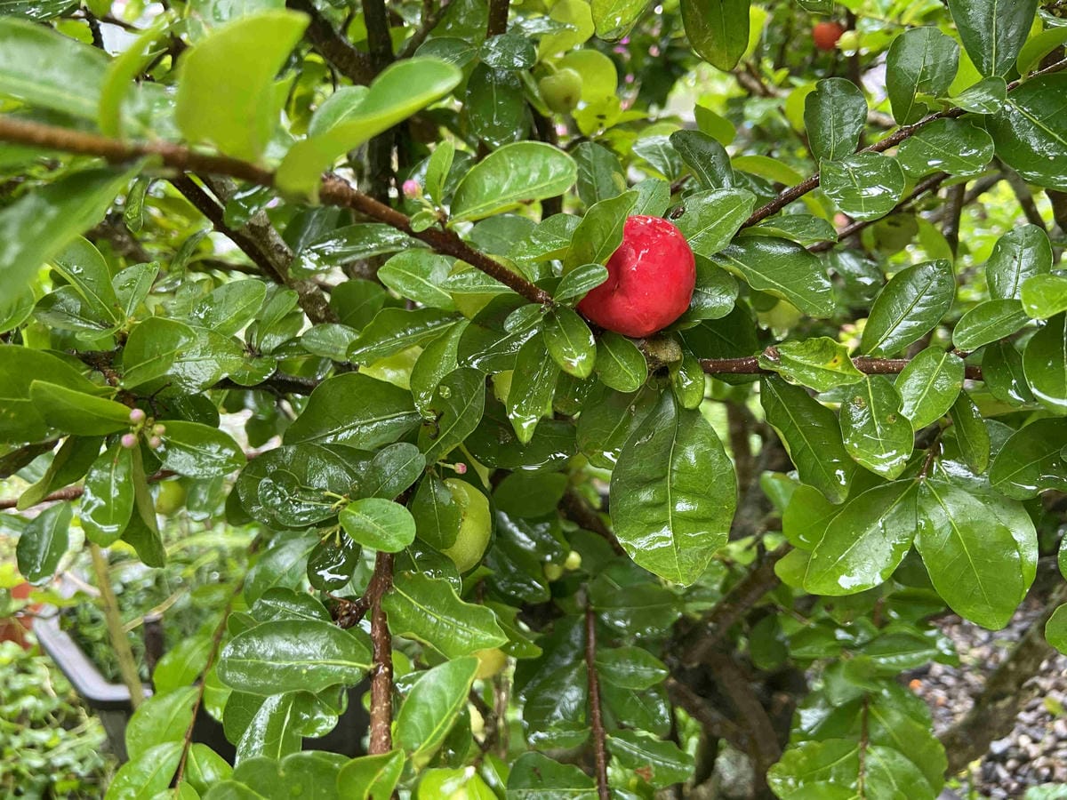 勝洋農場.結頭份社區.鐵牛力阿卡 (120).jpg 勝洋農場.結頭份社區.鐵牛力阿卡 (120).jpg