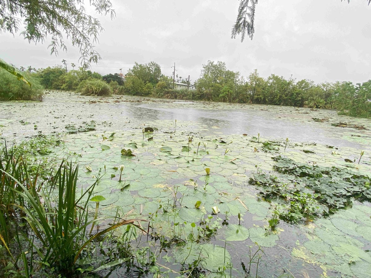 勝洋農場.結頭份社區.鐵牛力阿卡 (56).jpg 勝洋農場.結頭份社區.鐵牛力阿卡 (56).jpg