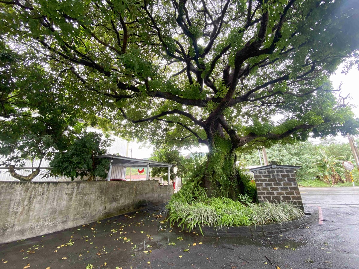 勝洋農場.結頭份社區.鐵牛力阿卡 (104).jpg 勝洋農場.結頭份社區.鐵牛力阿卡 (104).jpg