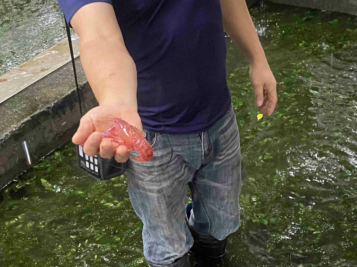 勝洋農場.結頭份社區.鐵牛力阿卡 (62).jpg 勝洋農場.結頭份社區.鐵牛力阿卡 (62).jpg