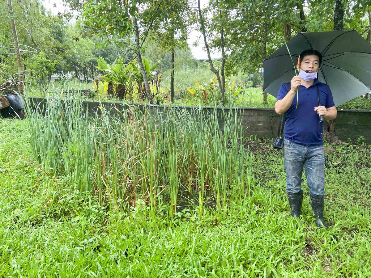 勝洋農場.結頭份社區.鐵牛力阿卡 (59).jpg 勝洋農場.結頭份社區.鐵牛力阿卡 (59).jpg