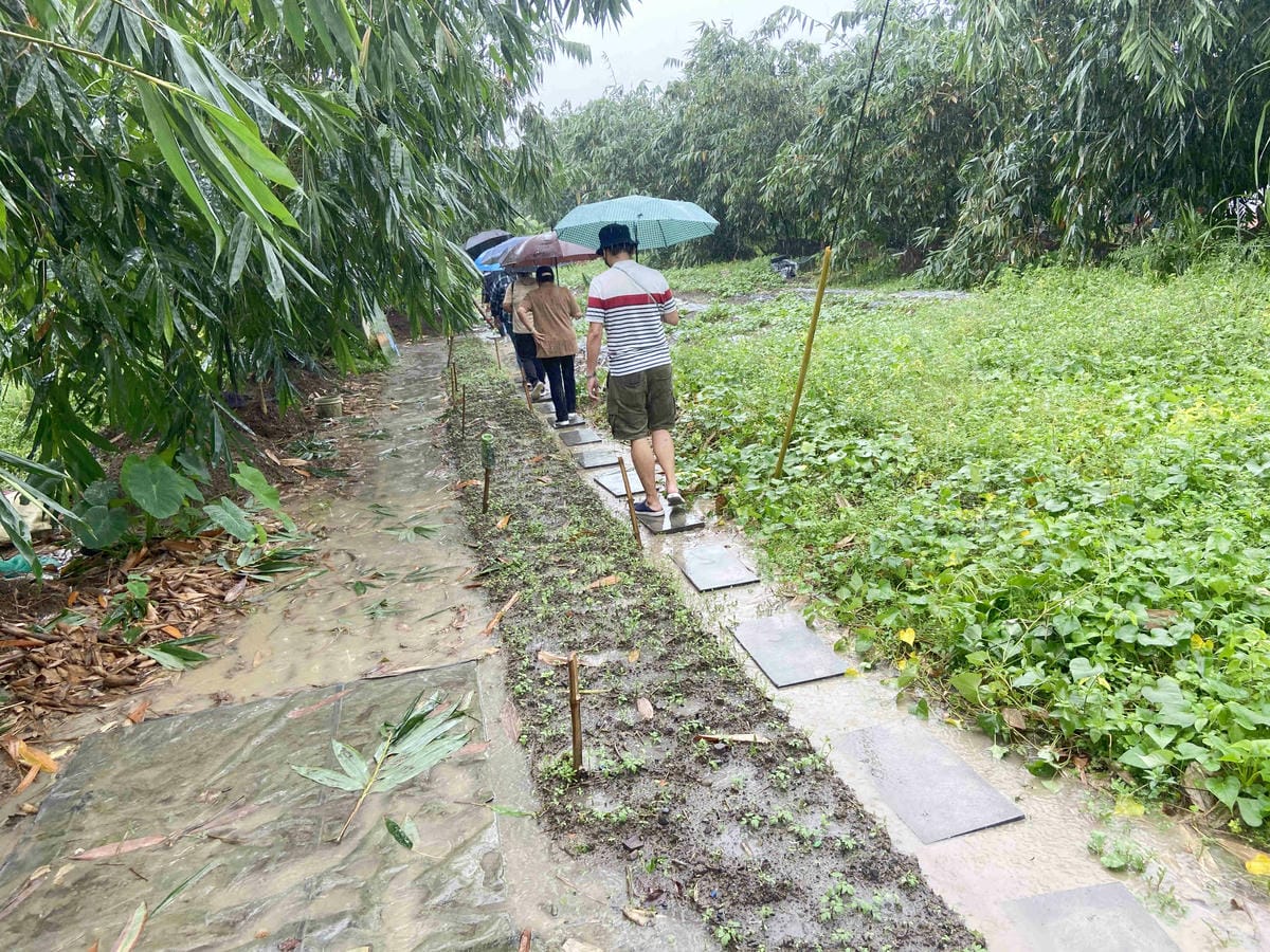 勝洋農場.結頭份社區.鐵牛力阿卡 (6).jpg 勝洋農場.結頭份社區.鐵牛力阿卡 (6).jpg