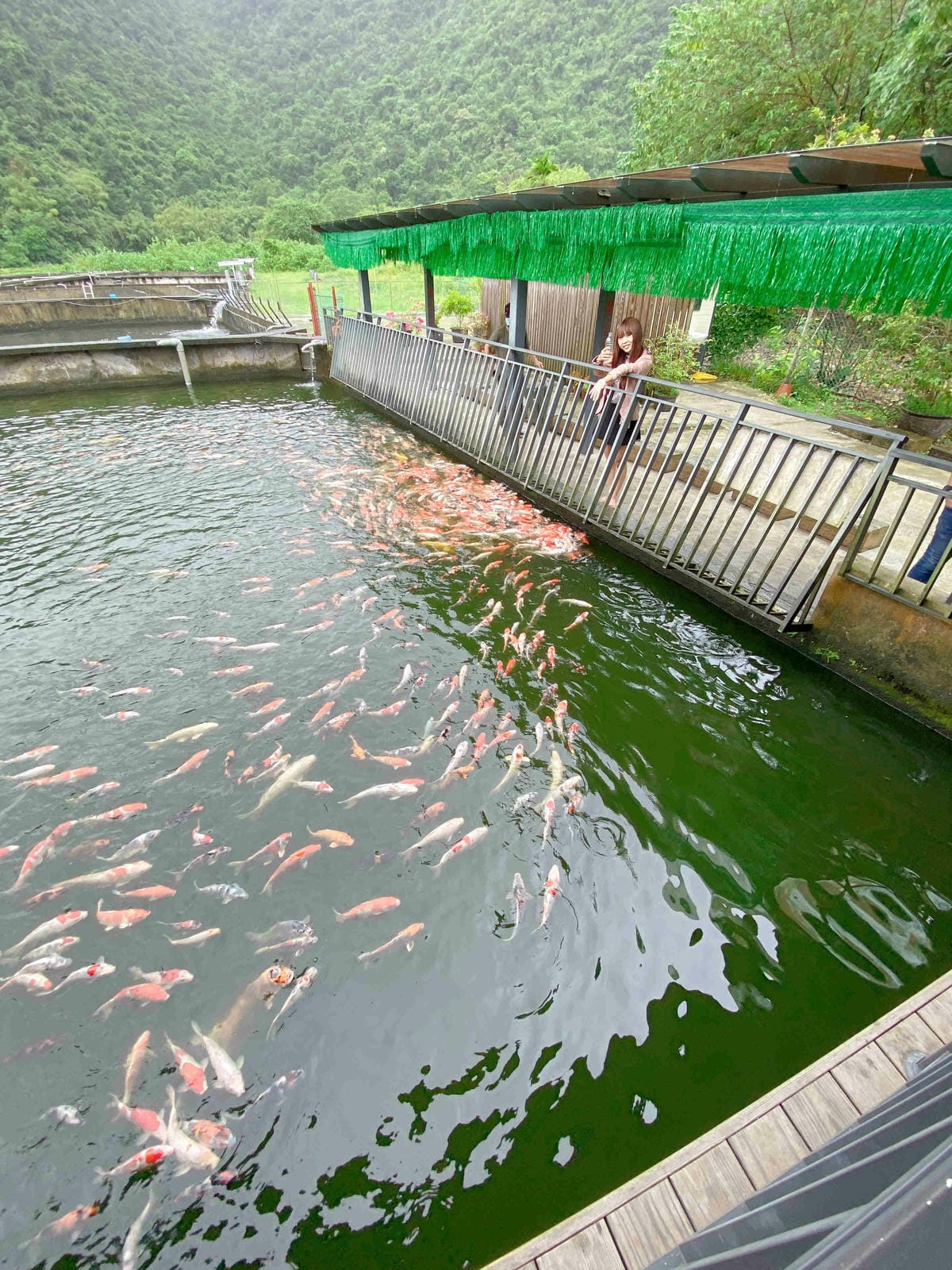 勝洋農場.結頭份社區.鐵牛力阿卡 (117).jpg 勝洋農場.結頭份社區.鐵牛力阿卡 (117).jpg