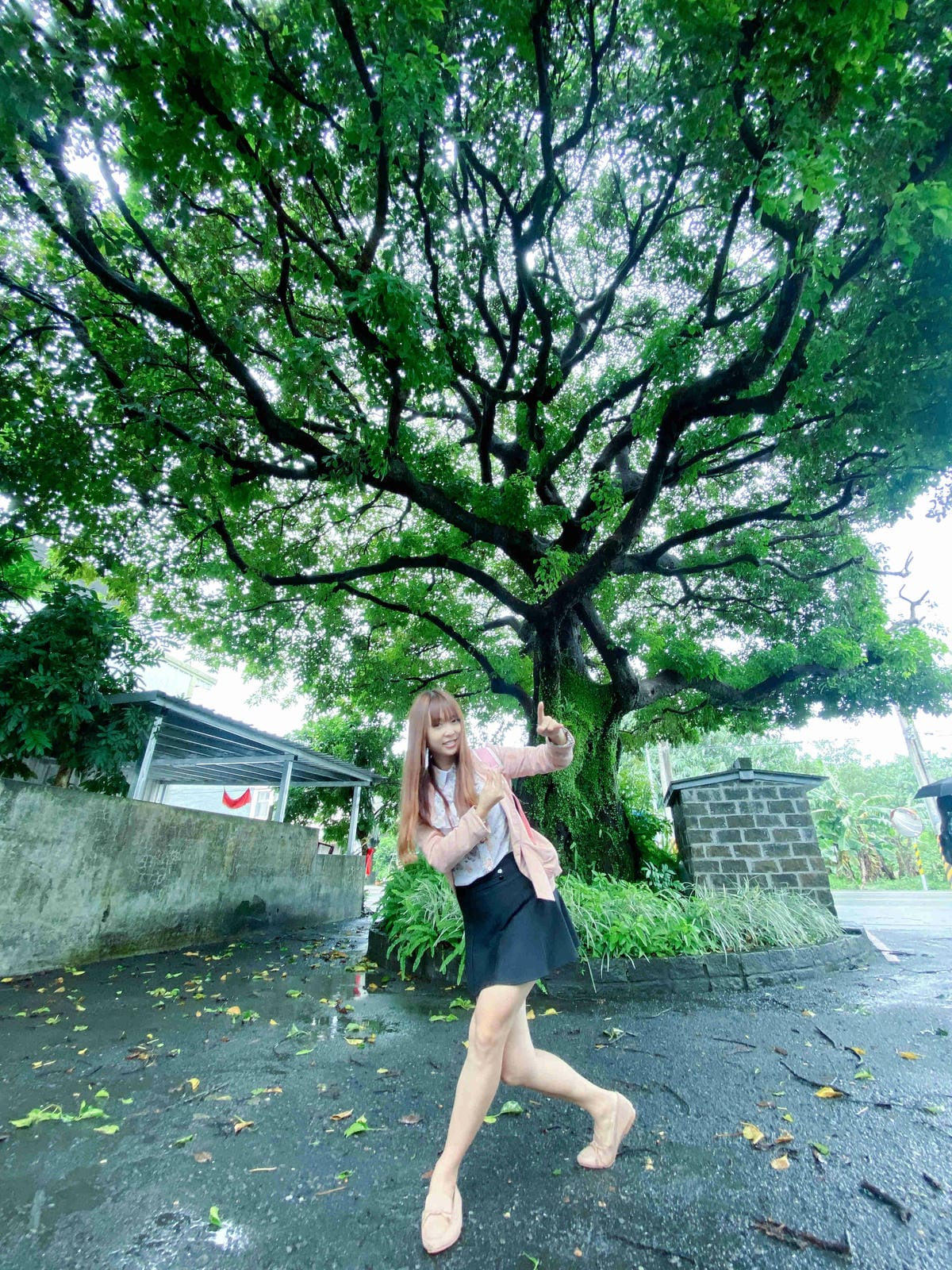 勝洋農場.結頭份社區.鐵牛力阿卡 (3).jpg 勝洋農場.結頭份社區.鐵牛力阿卡 (3).jpg