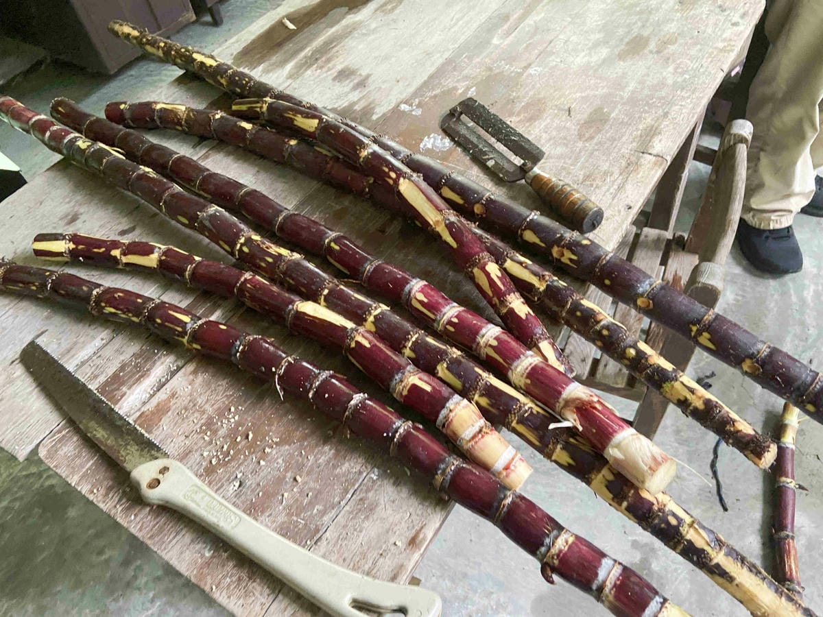 勝洋農場.結頭份社區.鐵牛力阿卡 (47).jpg 勝洋農場.結頭份社區.鐵牛力阿卡 (47).jpg