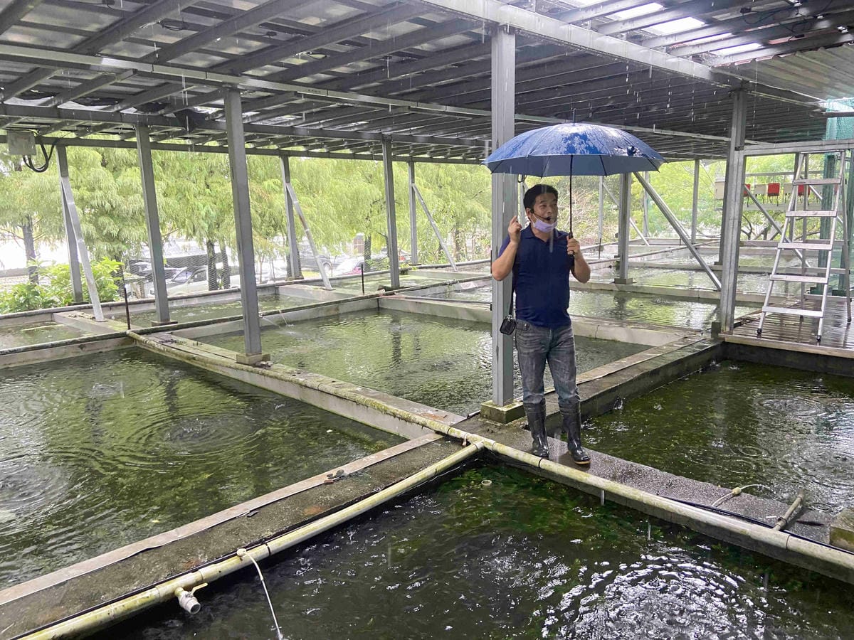 勝洋農場.結頭份社區.鐵牛力阿卡 (60).jpg 勝洋農場.結頭份社區.鐵牛力阿卡 (60).jpg