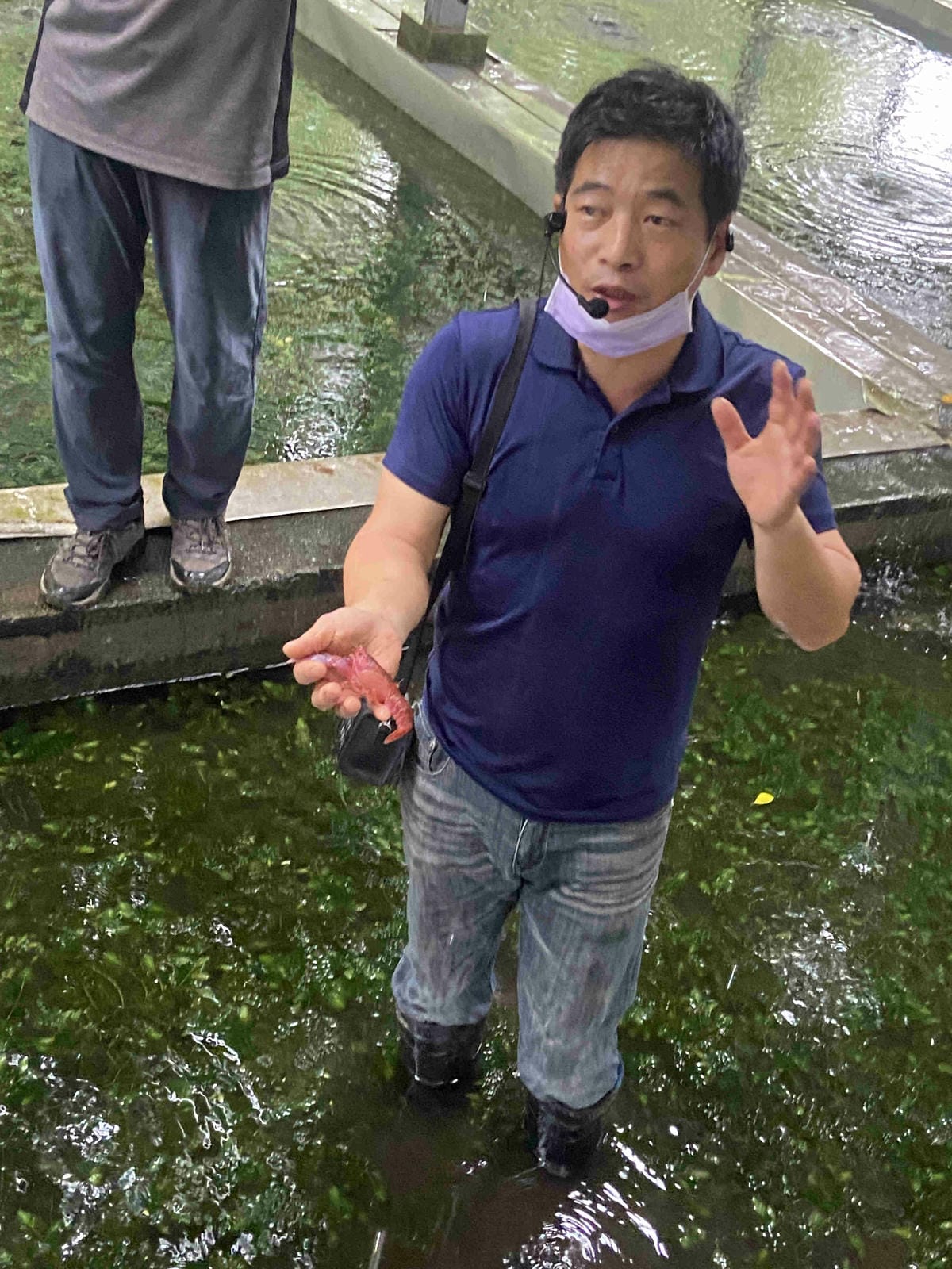 勝洋農場.結頭份社區.鐵牛力阿卡 (61).jpg 勝洋農場.結頭份社區.鐵牛力阿卡 (61).jpg