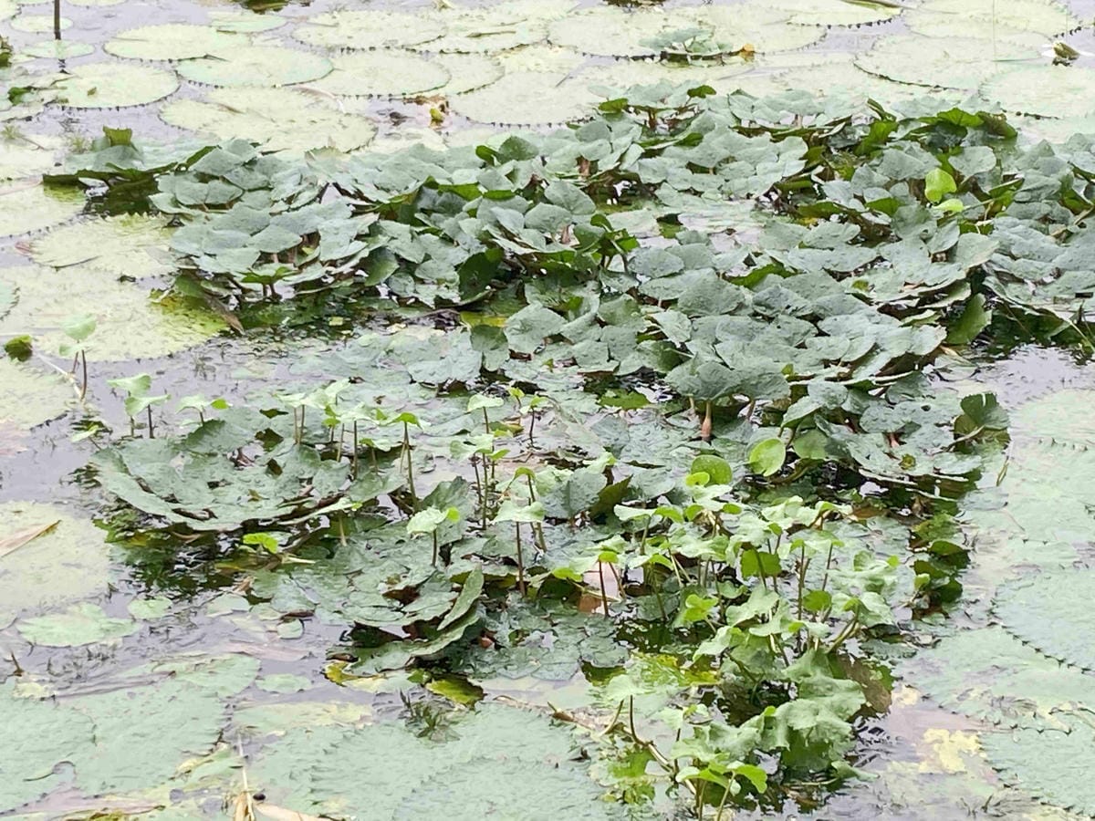 勝洋農場.結頭份社區.鐵牛力阿卡 (57).jpg 勝洋農場.結頭份社區.鐵牛力阿卡 (57).jpg