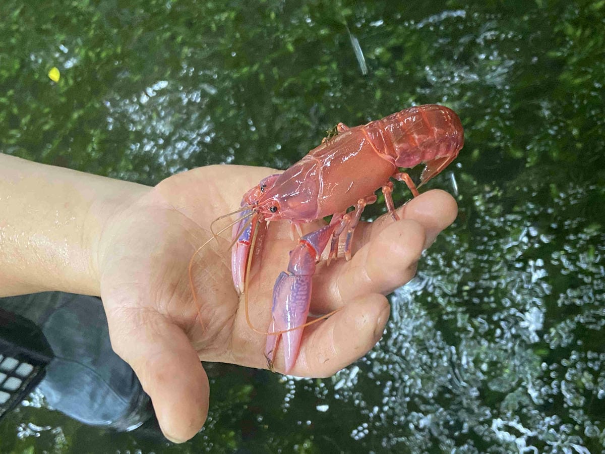 勝洋農場.結頭份社區.鐵牛力阿卡 (63).jpg 勝洋農場.結頭份社區.鐵牛力阿卡 (63).jpg