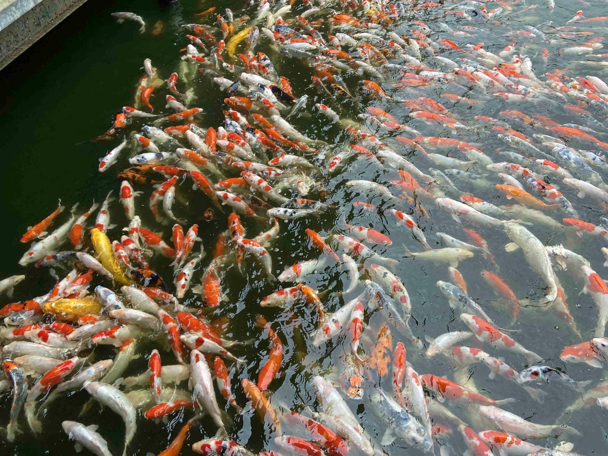 勝洋農場.結頭份社區.鐵牛力阿卡 (116).jpg 勝洋農場.結頭份社區.鐵牛力阿卡 (116).jpg