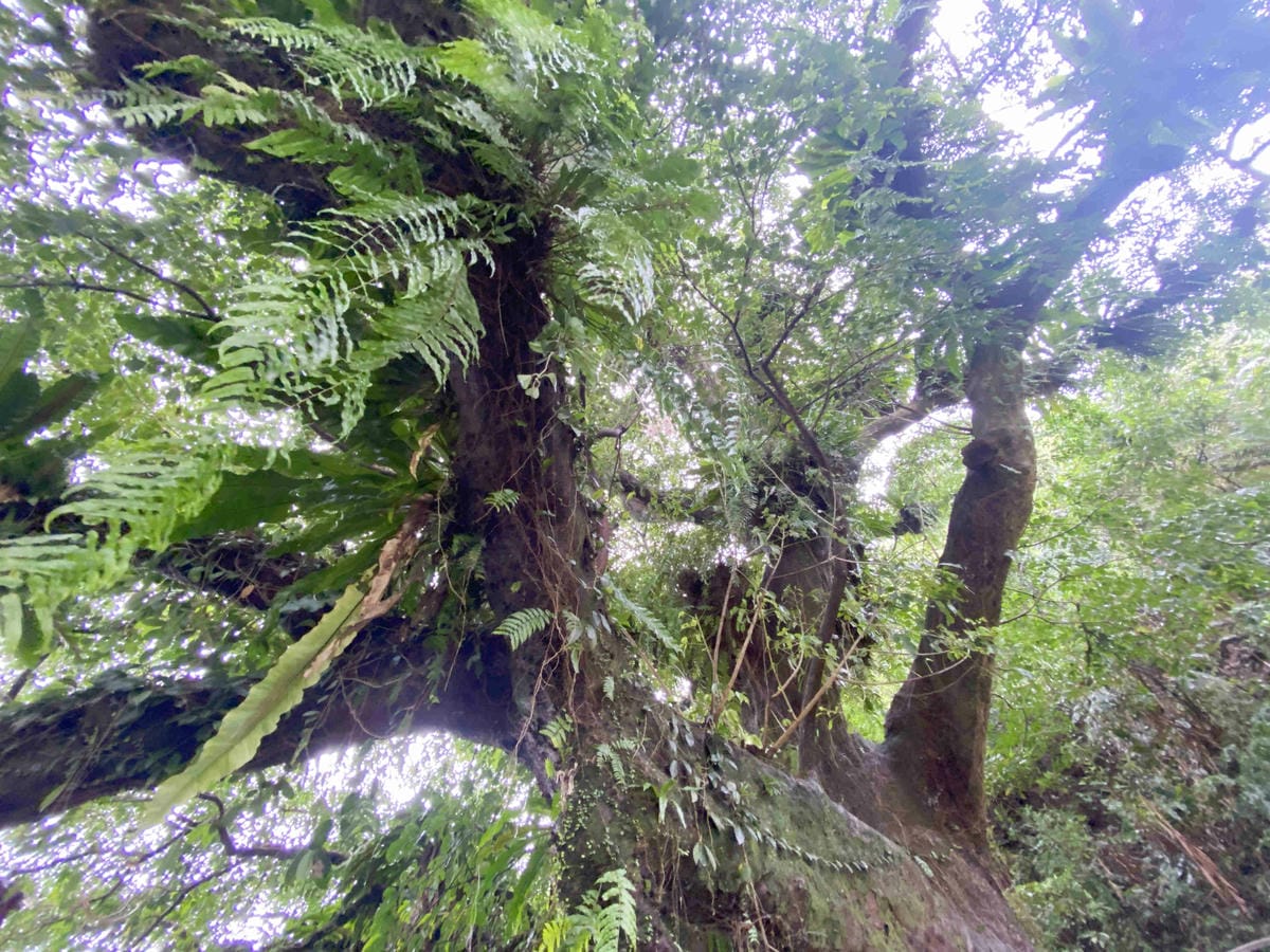 勝洋農場.結頭份社區.鐵牛力阿卡 (110).jpg 勝洋農場.結頭份社區.鐵牛力阿卡 (110).jpg