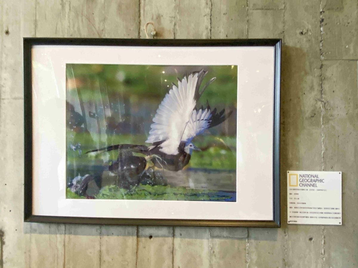 勝洋農場.結頭份社區.鐵牛力阿卡 (66).jpg 勝洋農場.結頭份社區.鐵牛力阿卡 (66).jpg