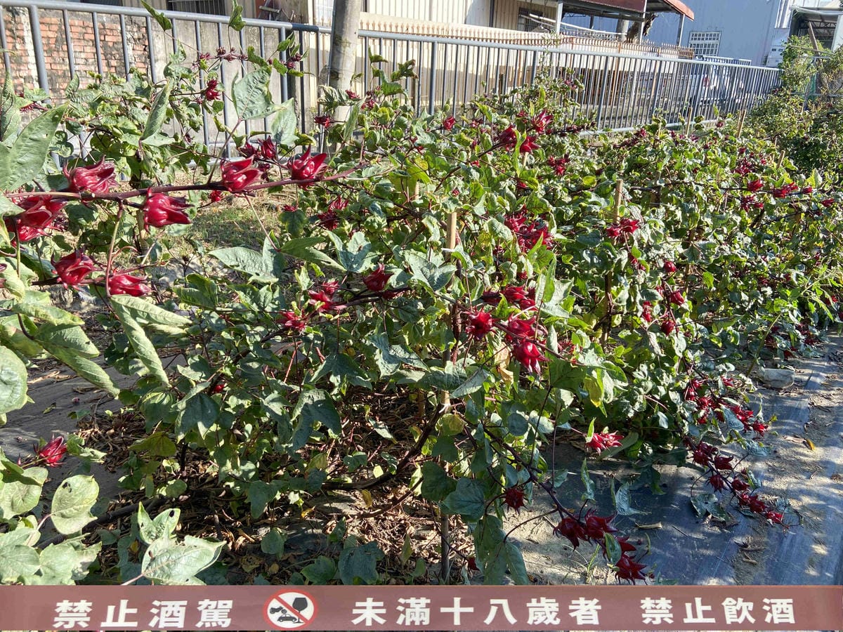 IMG_7658_副本_副本.jpg IMG_7658_副本_副本.jpg