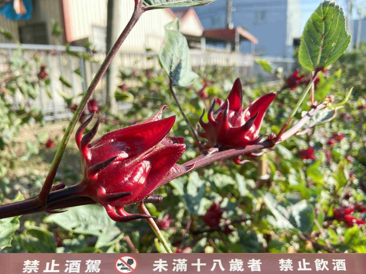 IMG_7657_副本.jpg IMG_7657_副本.jpg