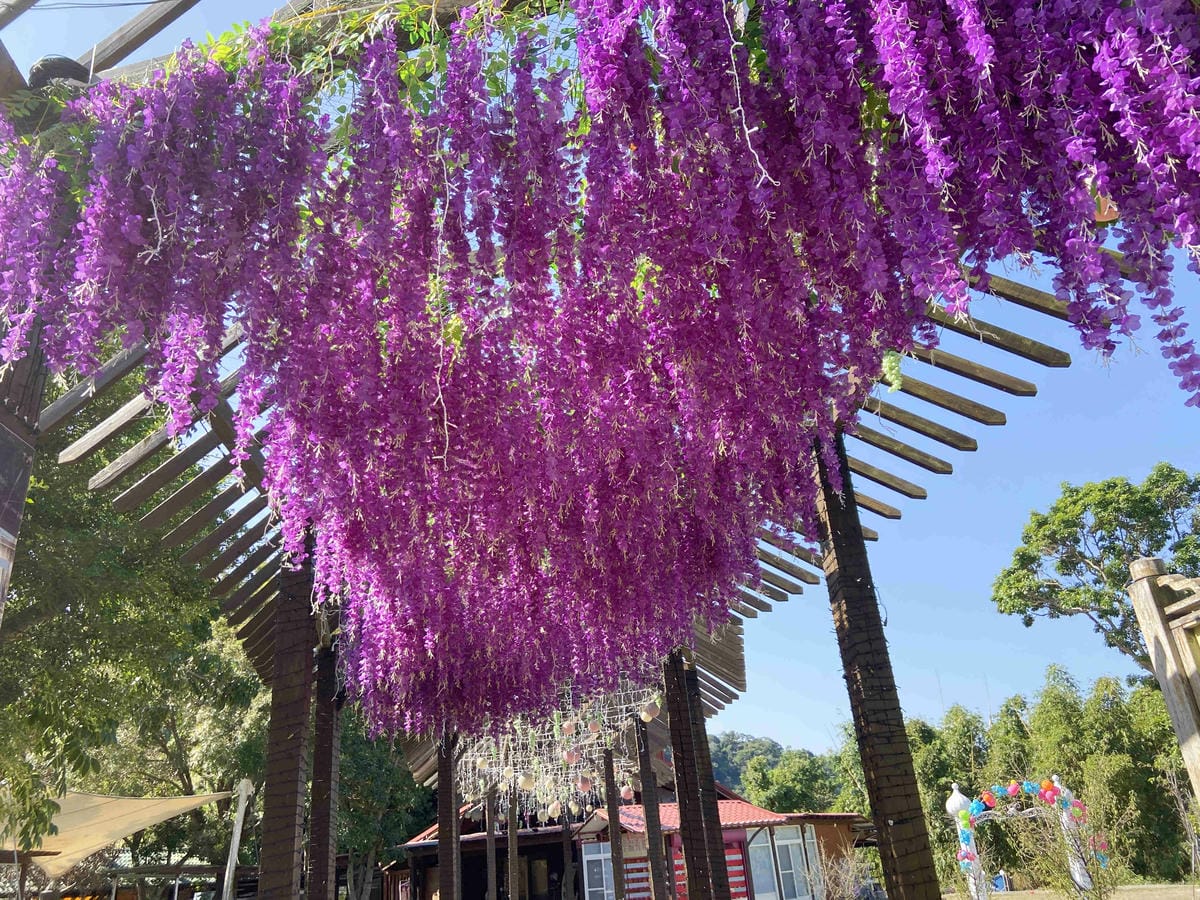 紫見石崗 (21).jpg 紫見石崗 (21).jpg