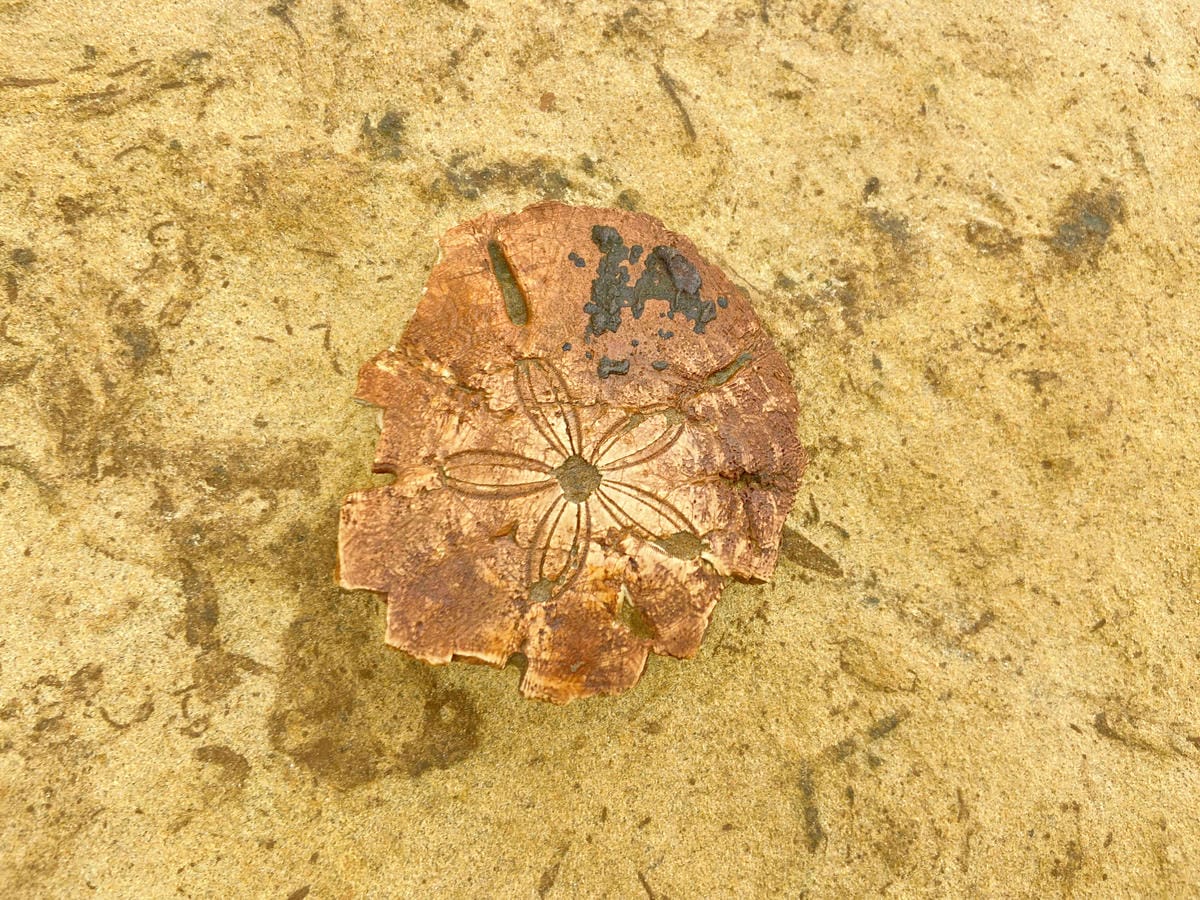 金山萬里溫泉美食之旅野柳汪汪地瓜園 (50).jpg 金山萬里溫泉美食之旅野柳汪汪地瓜園 (50).jpg