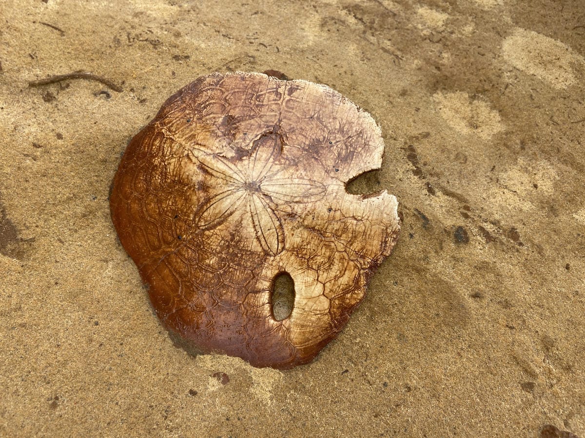 金山萬里溫泉美食之旅野柳汪汪地瓜園 (49).JPG 金山萬里溫泉美食之旅野柳汪汪地瓜園 (49).JPG