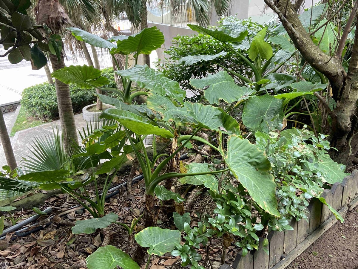 金山萬里溫泉美食之旅野柳汪汪地瓜園 (25).jpg 金山萬里溫泉美食之旅野柳汪汪地瓜園 (25).jpg