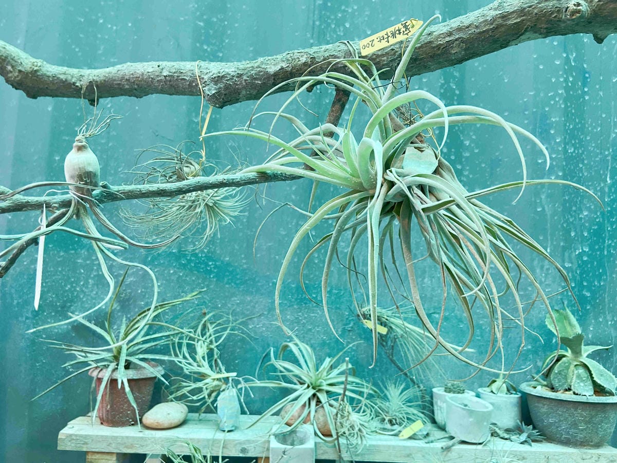 金山萬里溫泉美食之旅野柳汪汪地瓜園 (125).jpg 金山萬里溫泉美食之旅野柳汪汪地瓜園 (125).jpg