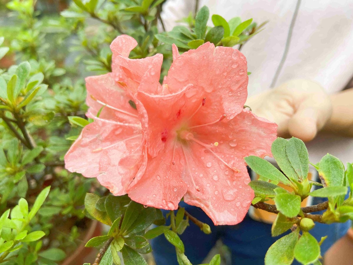 金山萬里溫泉美食之旅野柳汪汪地瓜園 (126).jpg 金山萬里溫泉美食之旅野柳汪汪地瓜園 (126).jpg