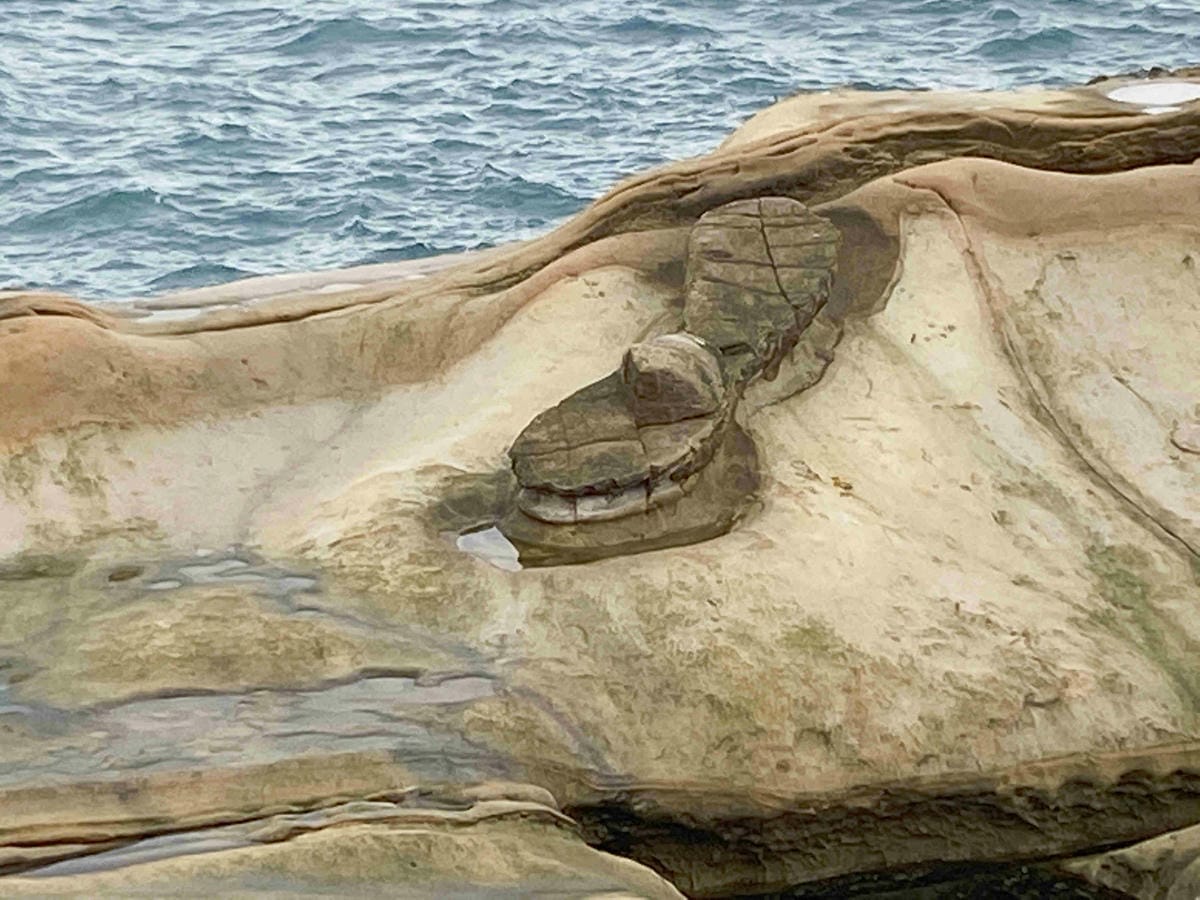 金山萬里溫泉美食之旅野柳汪汪地瓜園 (76).jpg 金山萬里溫泉美食之旅野柳汪汪地瓜園 (76).jpg