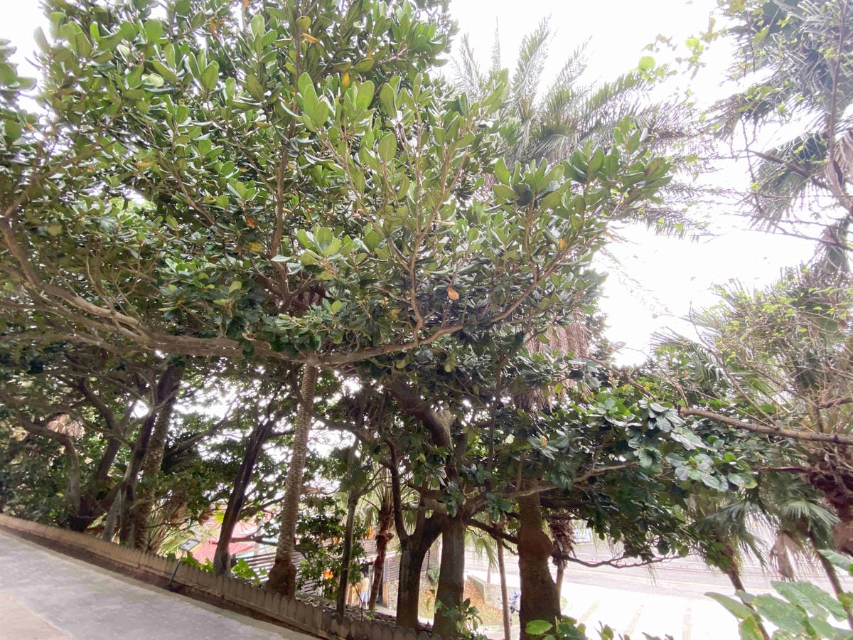 金山萬里溫泉美食之旅野柳汪汪地瓜園 (24).jpg 金山萬里溫泉美食之旅野柳汪汪地瓜園 (24).jpg