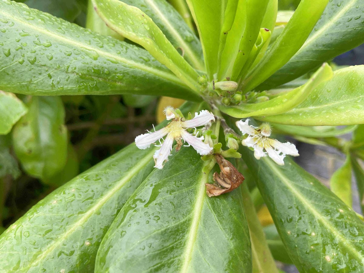 金山萬里溫泉美食之旅野柳汪汪地瓜園 (73).jpg 金山萬里溫泉美食之旅野柳汪汪地瓜園 (73).jpg