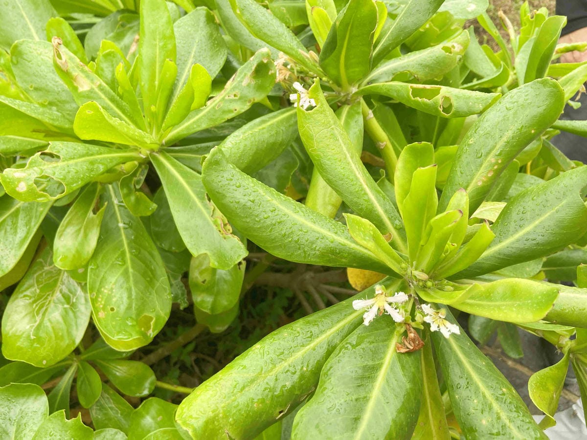 金山萬里溫泉美食之旅野柳汪汪地瓜園 (72).jpg 金山萬里溫泉美食之旅野柳汪汪地瓜園 (72).jpg