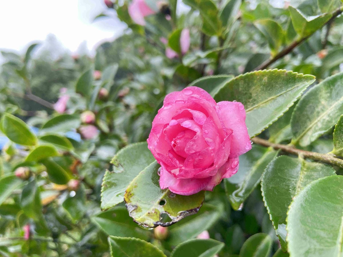 金山萬里溫泉美食之旅野柳汪汪地瓜園 (124).jpg 金山萬里溫泉美食之旅野柳汪汪地瓜園 (124).jpg
