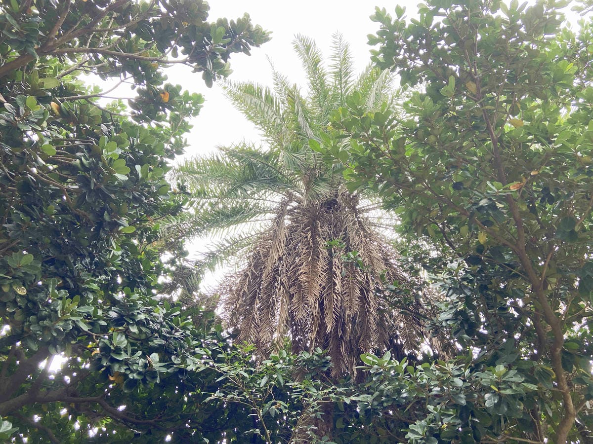 金山萬里溫泉美食之旅野柳汪汪地瓜園 (23).jpg 金山萬里溫泉美食之旅野柳汪汪地瓜園 (23).jpg