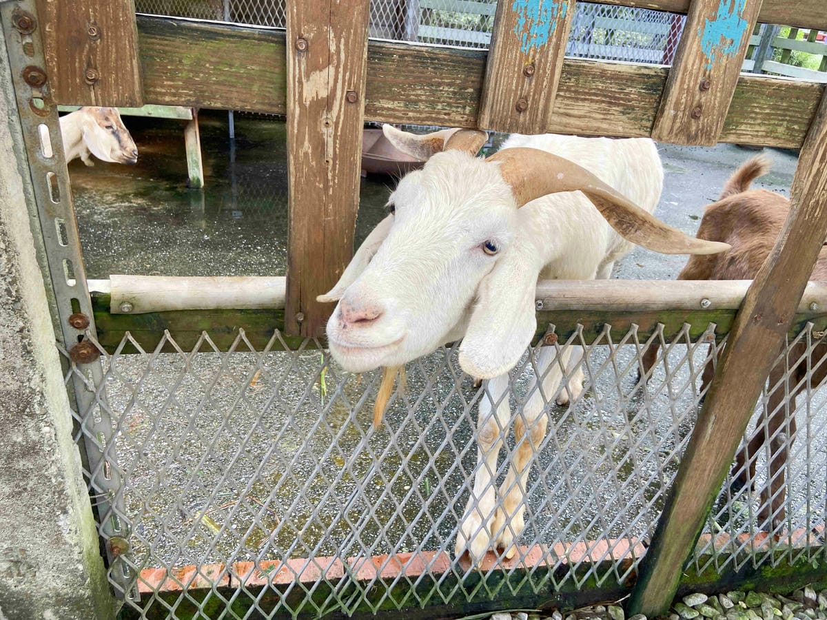 廣興農場 (55).jpg 廣興農場 (55).jpg