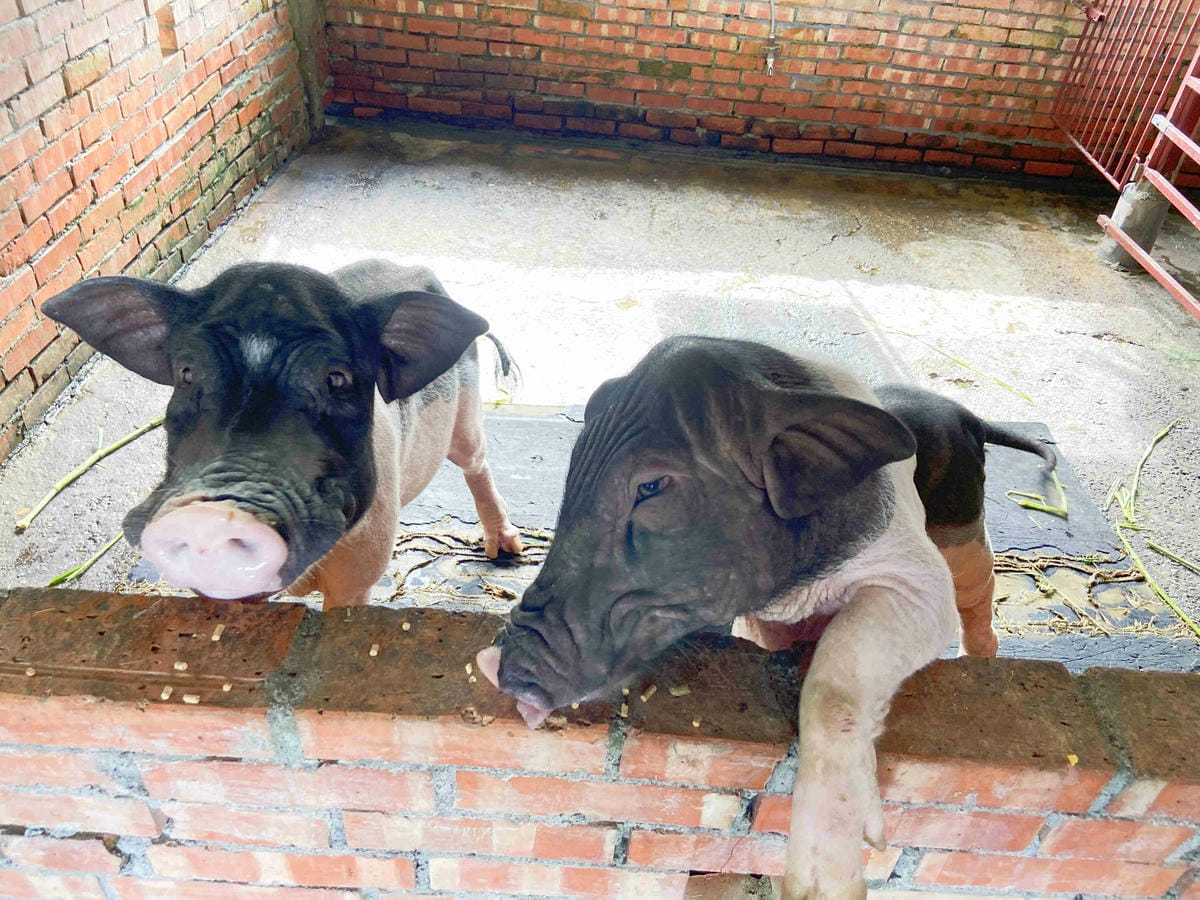 廣興農場 (61).jpg 廣興農場 (61).jpg