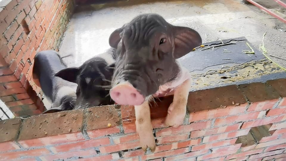 廣興農場 (3).jpg 廣興農場 (3).jpg